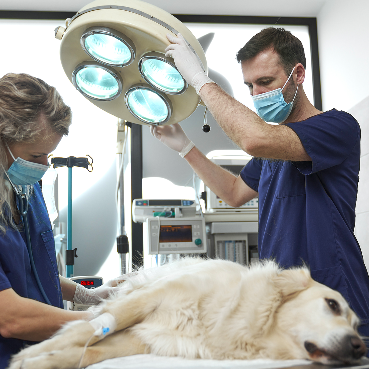 Vendita e assistenza sistemi attrezzatura veterinaria