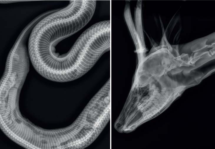 Product_Highlights2_vet